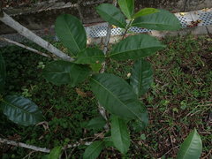 Camellia sinensis assamica