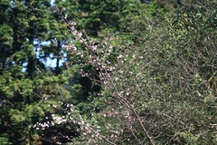 Prunus davidiana