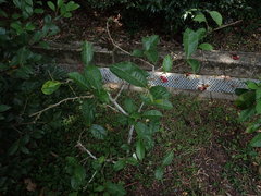 Camellia sinensis assamica