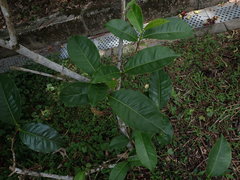 Camellia sinensis assamica