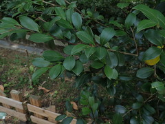 Camellia hengchunensis