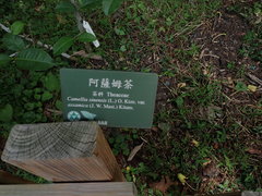 Camellia sinensis assamica