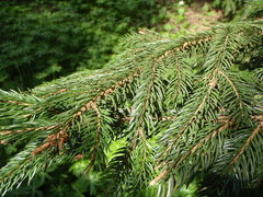 Picea glauca