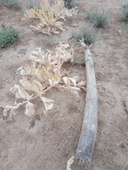 Magnoliopsida