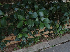 Camellia hengchunensis
