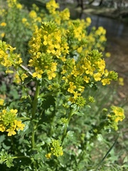 Barbarea vulgaris