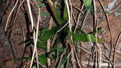 Trachyandra muricata