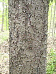 Picea glauca