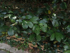Camellia hengchunensis