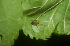 Elasmucha putoni