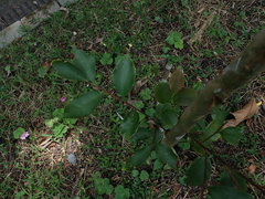 Camellia brevistyla