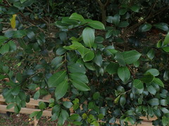 Camellia hengchunensis