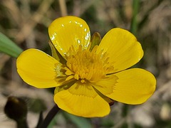 Ranunculus breyninus