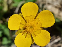 Ranunculus breyninus