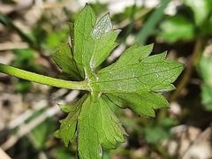 Ranunculus breyninus