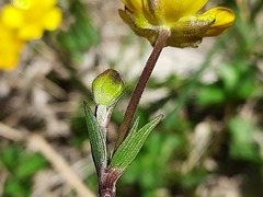 Ranunculus breyninus