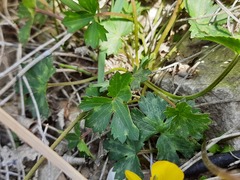 Ranunculus breyninus