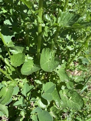 Barbarea vulgaris