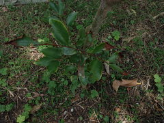 Camellia brevistyla