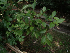 Camellia brevistyla