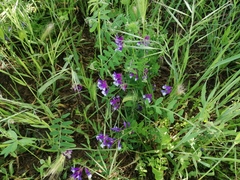 Vicia villosa