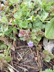 Glechoma hederacea
