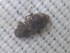 Coxelus pictus