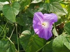 Ipomoea mitchelliae