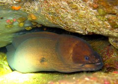 Gymnothorax unicolor