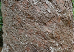 Agathis microstachya