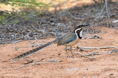 Uratelornis chimaera