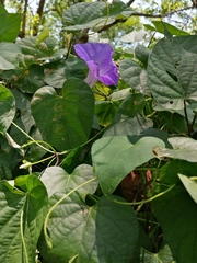Ipomoea mitchelliae