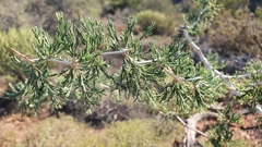 Asparagus burchellii
