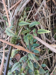 Rubus sumatranus