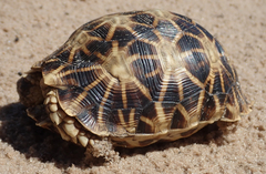 Psammobates oculifer