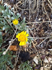 Tetraneuris argentea