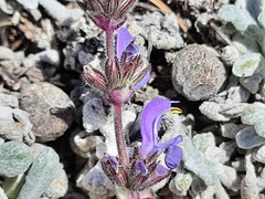 Salvia canescens