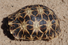 Psammobates oculifer