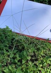 Chloris andropogonoides