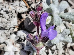 Salvia canescens