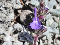 Salvia canescens