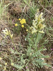 Astragalus hoodianus