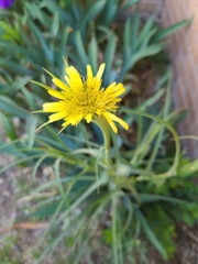 Tragopogon dubius