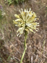 Astragalus hoodianus