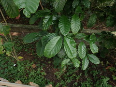Coffea liberica