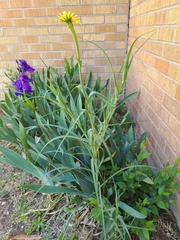 Tragopogon dubius