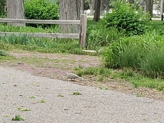 Streptopelia decaocto