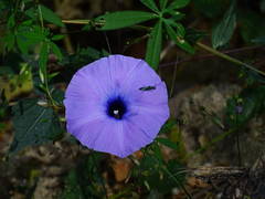 Ipomoea ternifolia