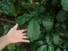Coffea liberica