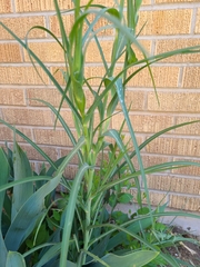 Tragopogon dubius